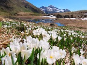 Festa di crocus e camosci sui sentieri per la FORCELLA ROSSA da San Simone-Baita Camoscio – 15magg25 - FOTOGALLERY